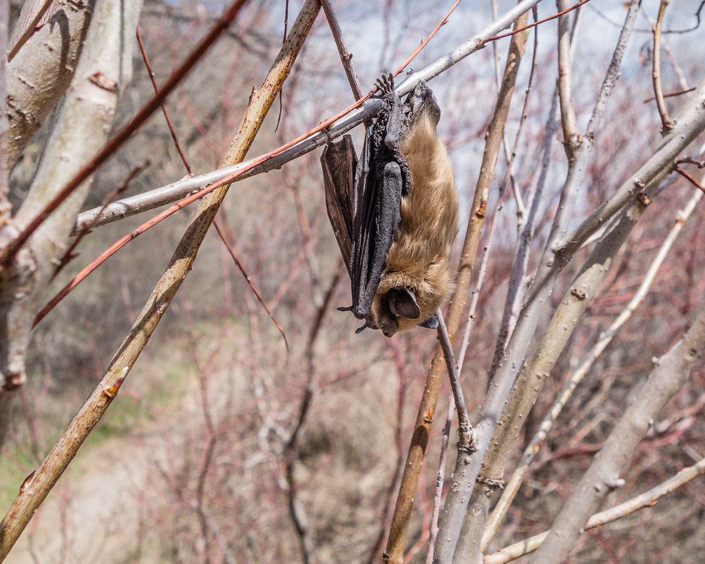 Bat Research & Education on the Prairies