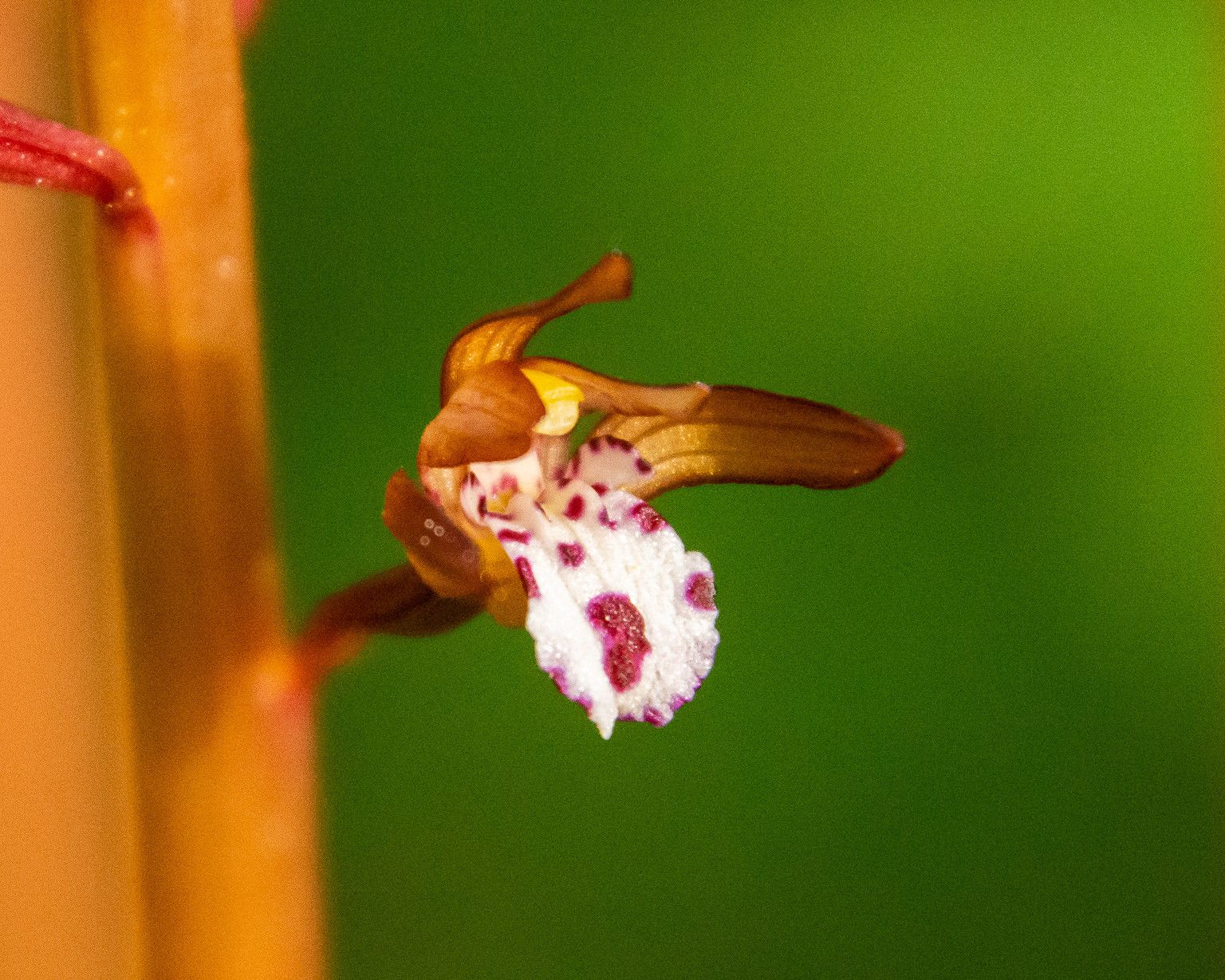 Orchids of Western Canada