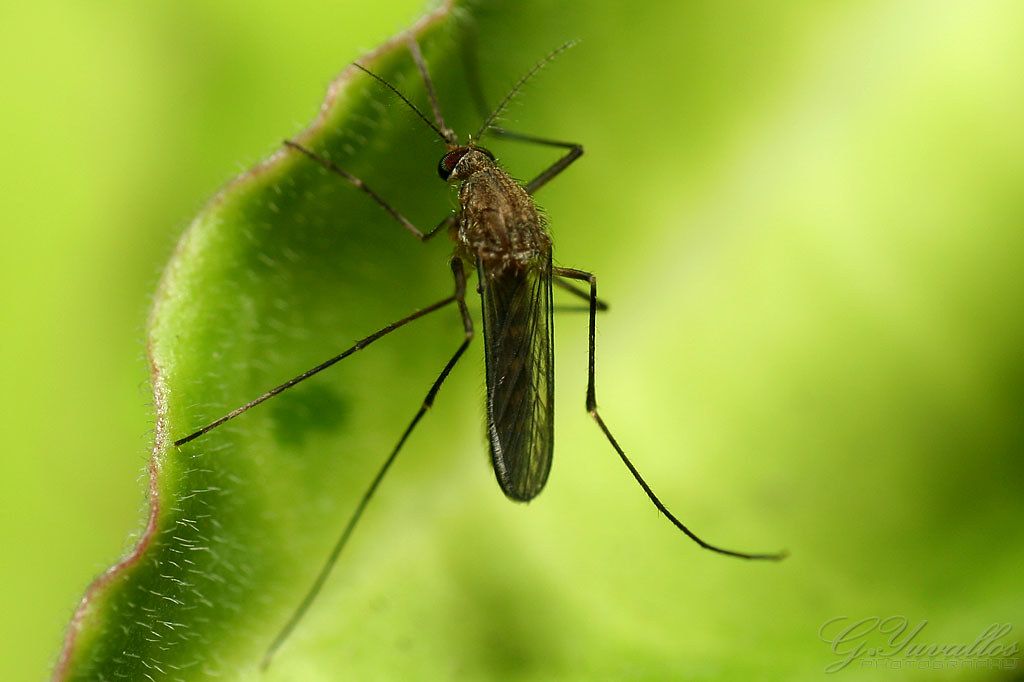 It's Time to Show Mosquitoes a Little Love - Here's Why