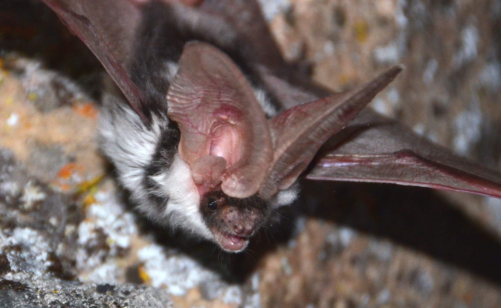 Species Diversity: 4 Very Different BC Bats