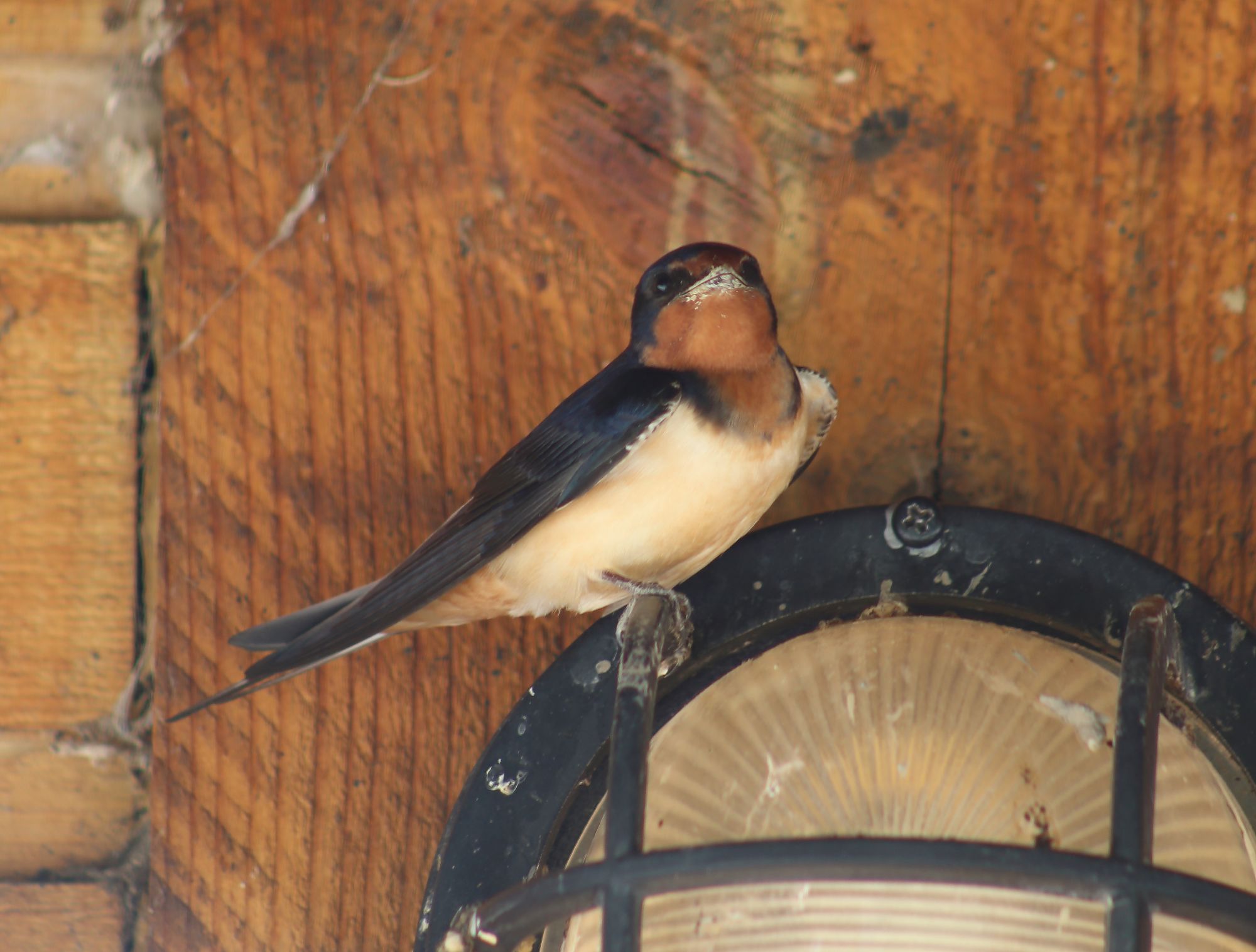 Upper Columbia Swallow Habitat Enhancement Project