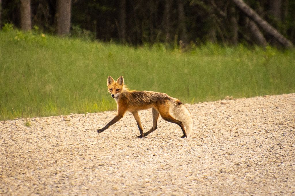 Improving Access to Nature