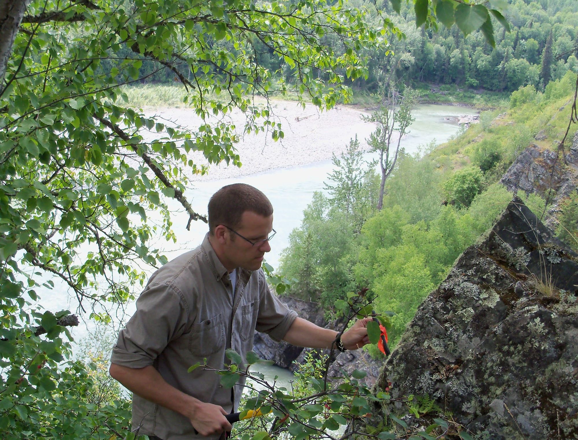 Lichens: Tough and Sensitive