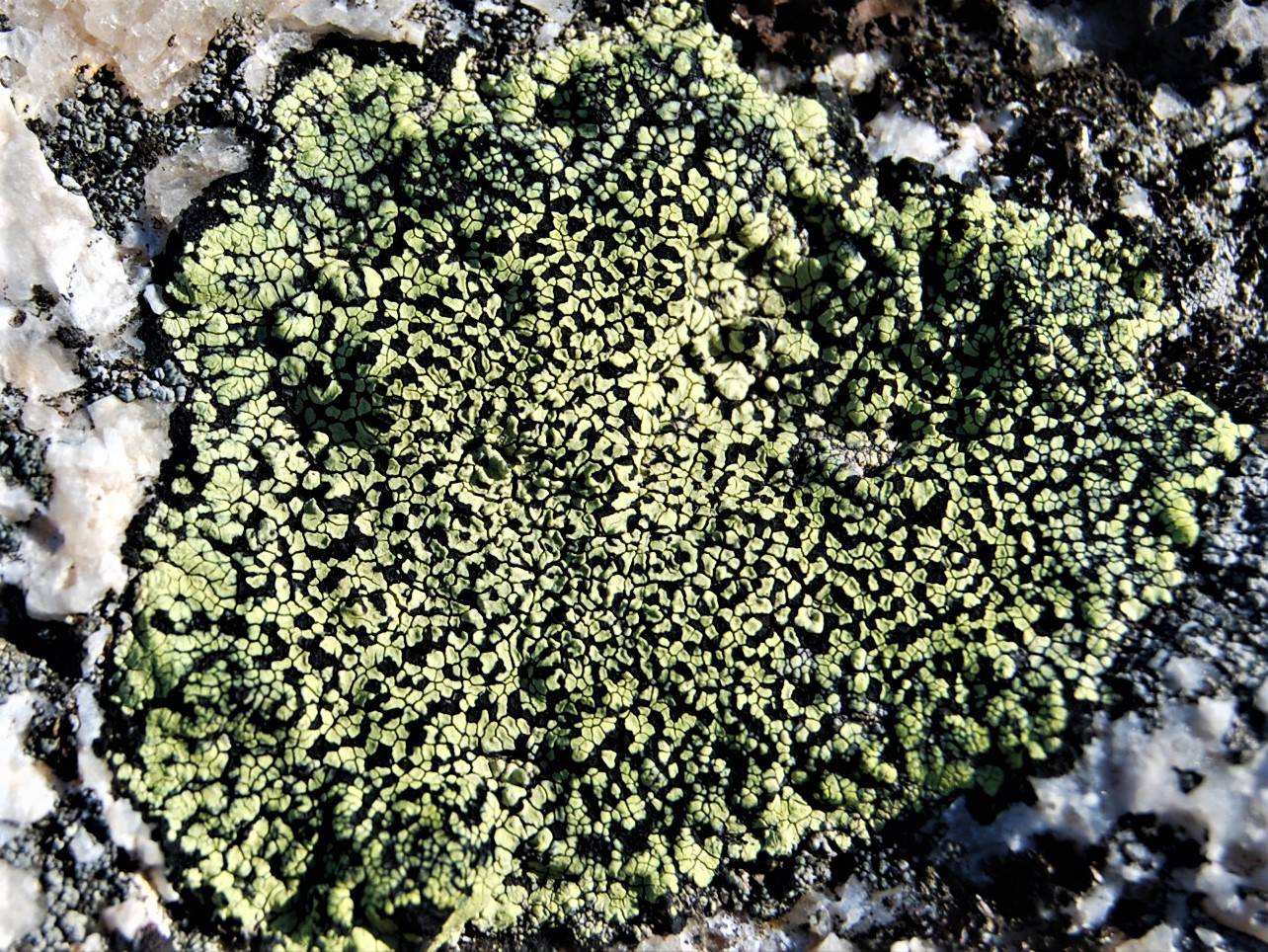 A range of lichen greens--not yellow enough to be olive, not blue enough to  be pine or viridian green…