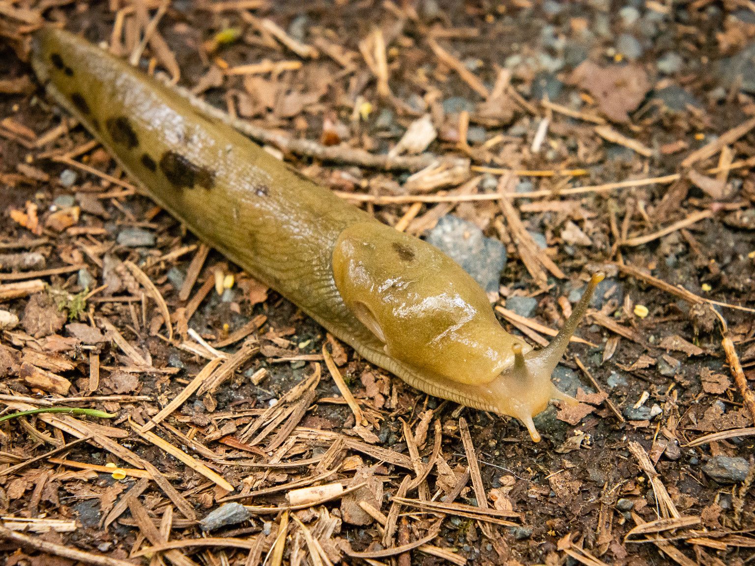 Surprising Facts About Slugs and Snails
