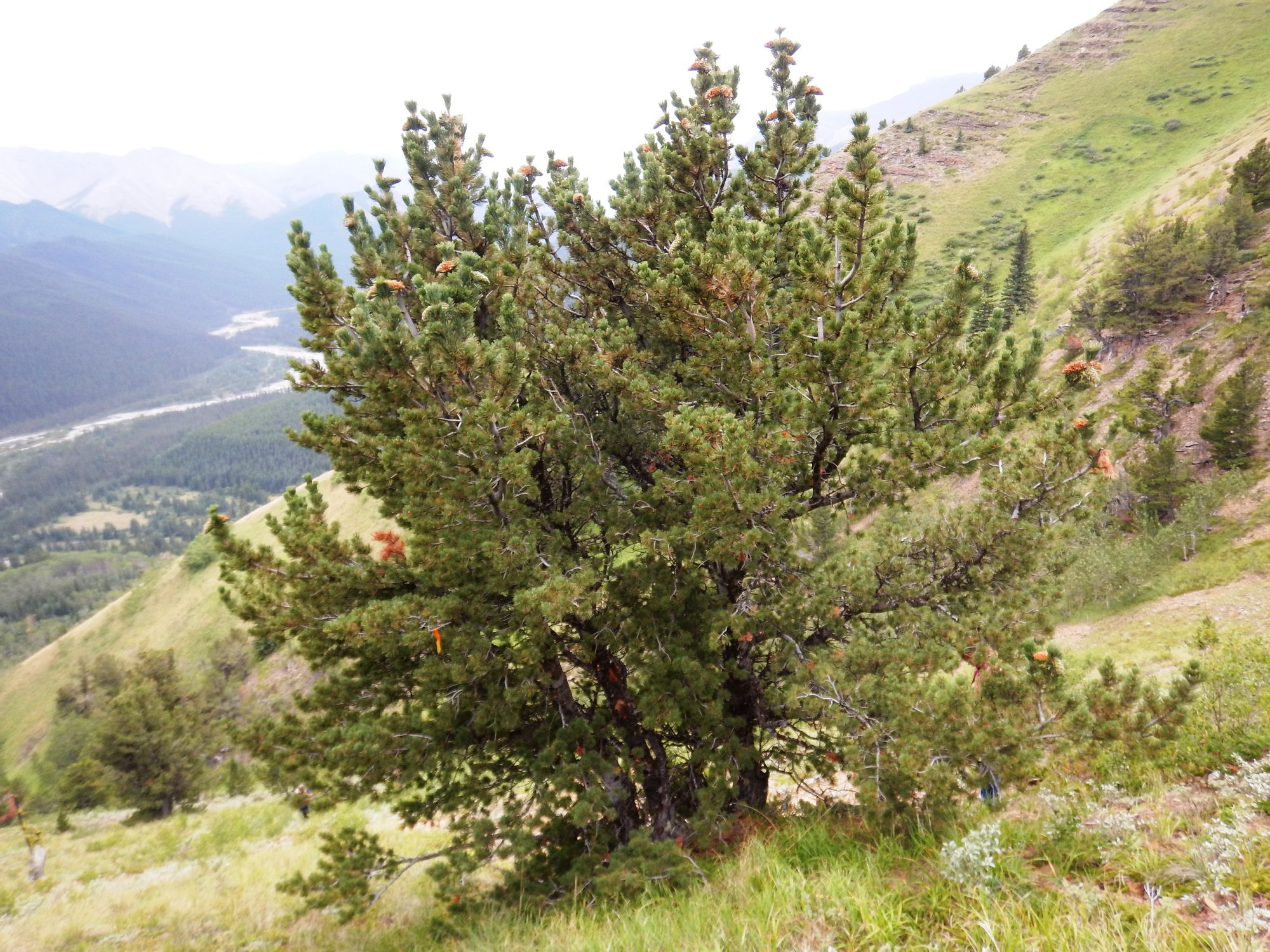 They Grow Where No Other Tree Can - Canada's Limber and Whitebark Pine