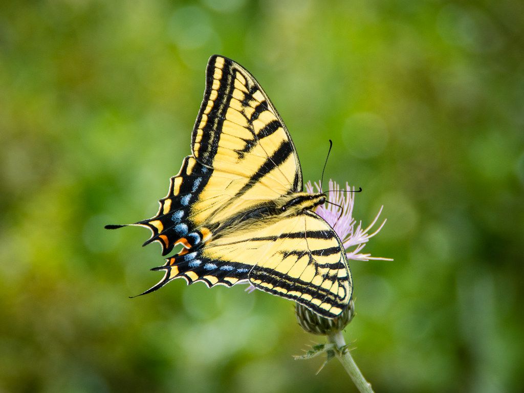 Butterflies of Western Canada, Part One