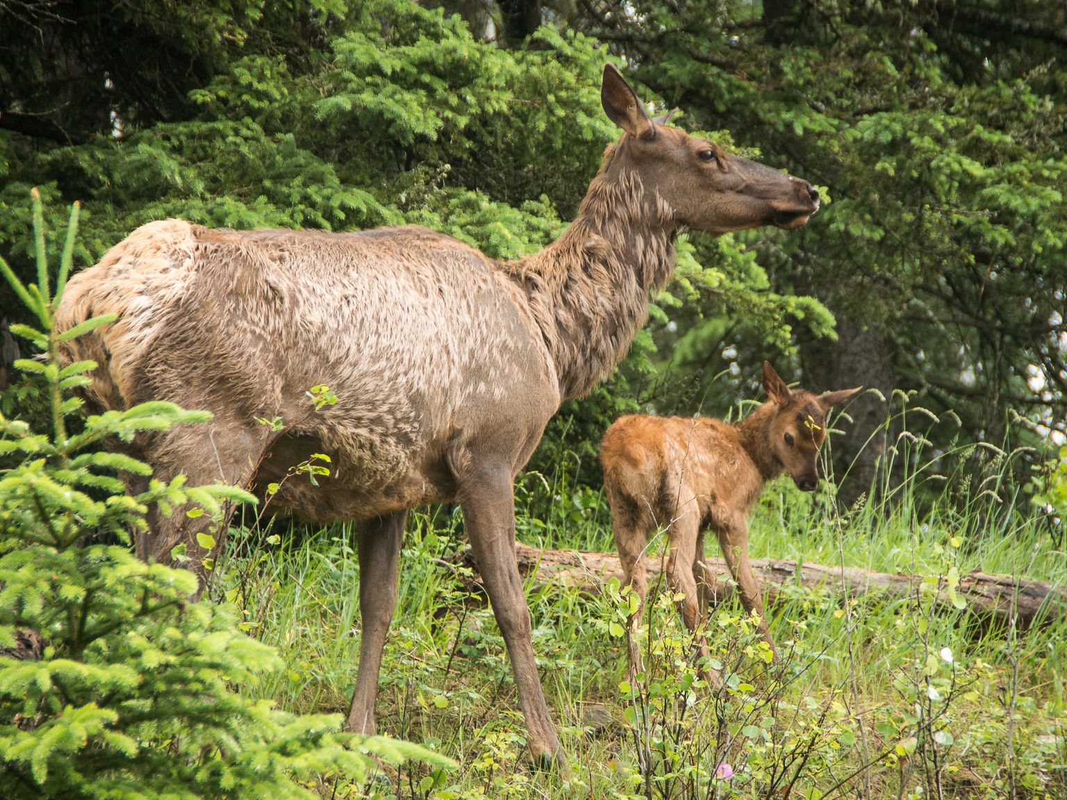 Book Review: Bitch: On the Female of the Species by Lucy Cooke