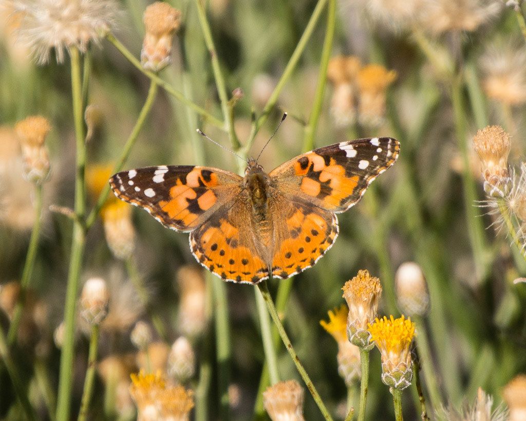 Butterflies of Western Canada, Part Two