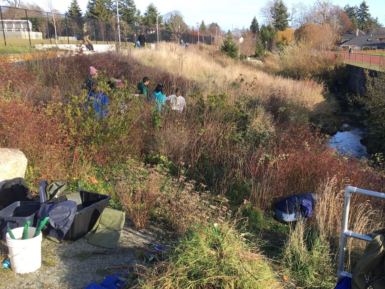 Bringing New Life to an Urban Stream: Bowker Creek, Victoria