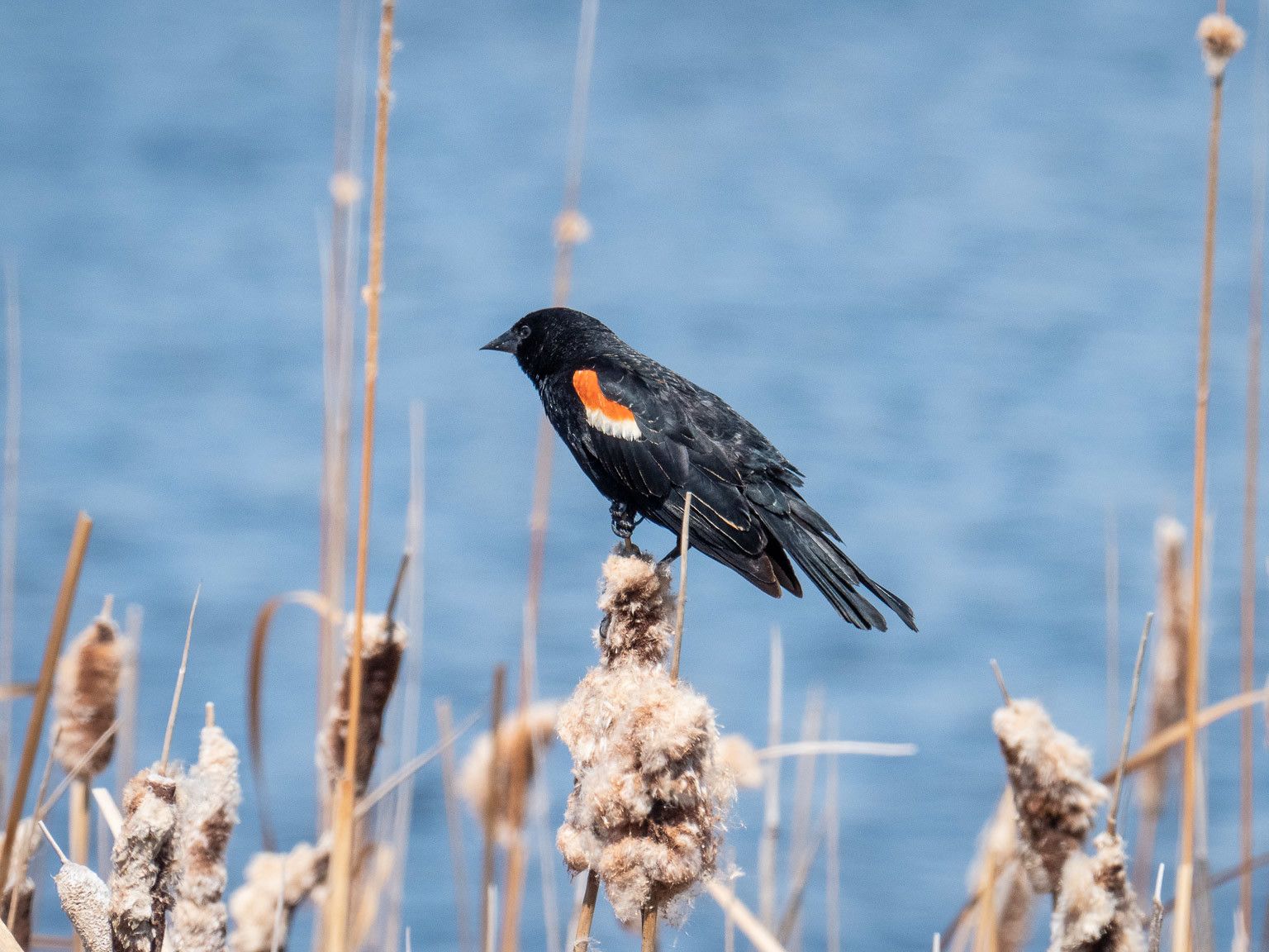 Farmland Drainage & Irrigation / L’Eau Agricole: Éco dans les Prairies