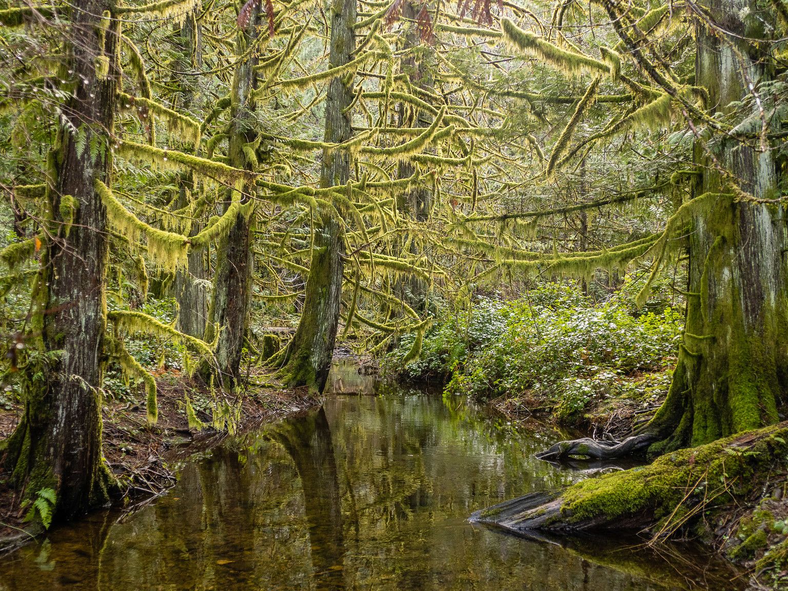 Book Review: Swamplands, Tundra Beavers, Quaking Bogs, and the Improbable World of Peat by Edward Struzik