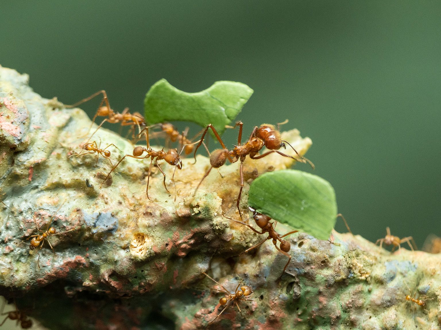 Ants: Farmers, Herders, Recyclers, Distributors & Prey