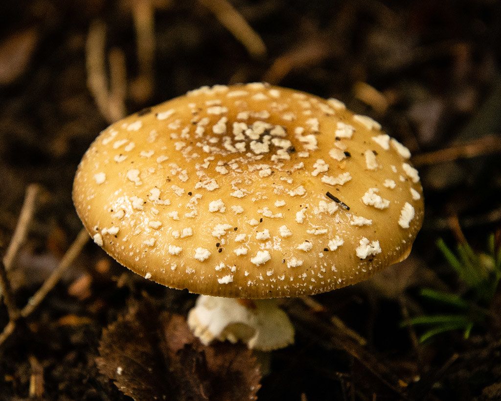 Hunting for Fungi in Western Canada