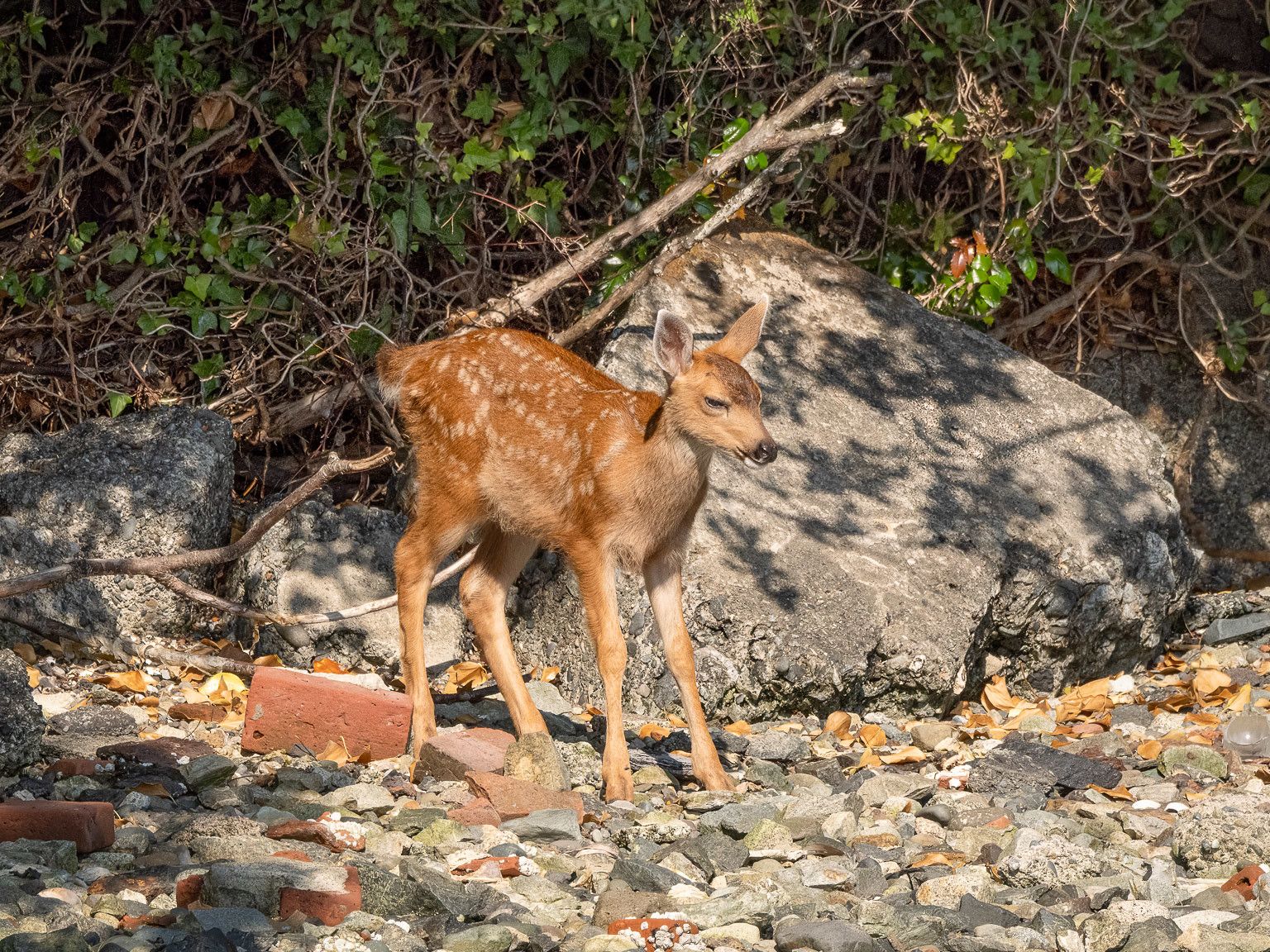 EcoWest News, June 27, 2023