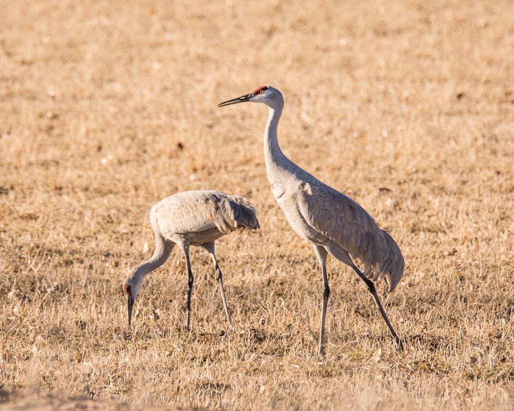 A Test of Endurance: Bird Migration