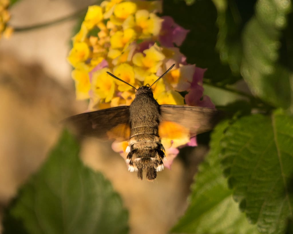 Six Unexpected Pollinators