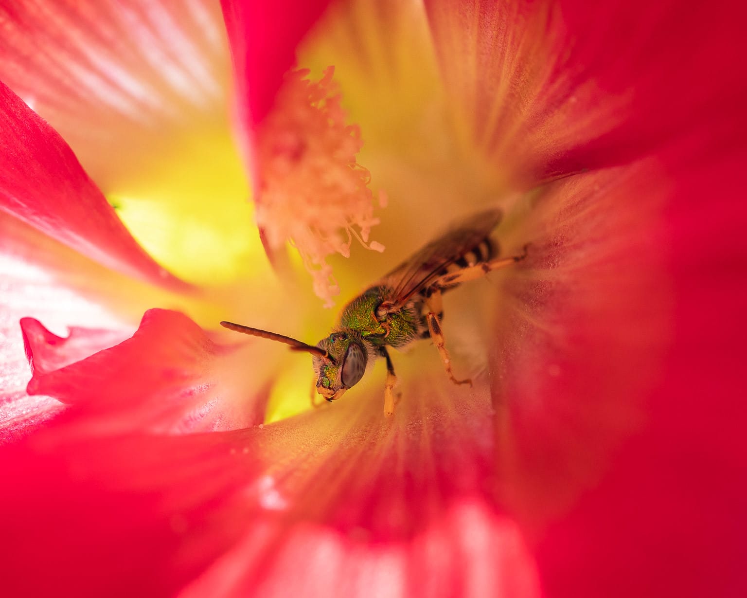 Solitary Bees are First-Class Pollinators