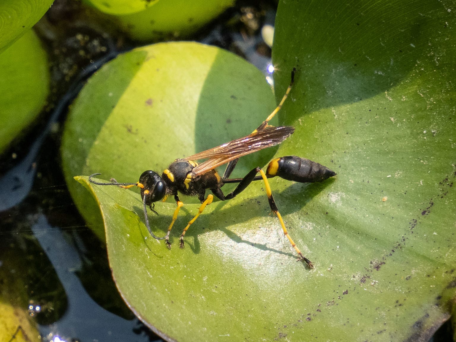 Wasps Are a Useful Addition to Any Garden