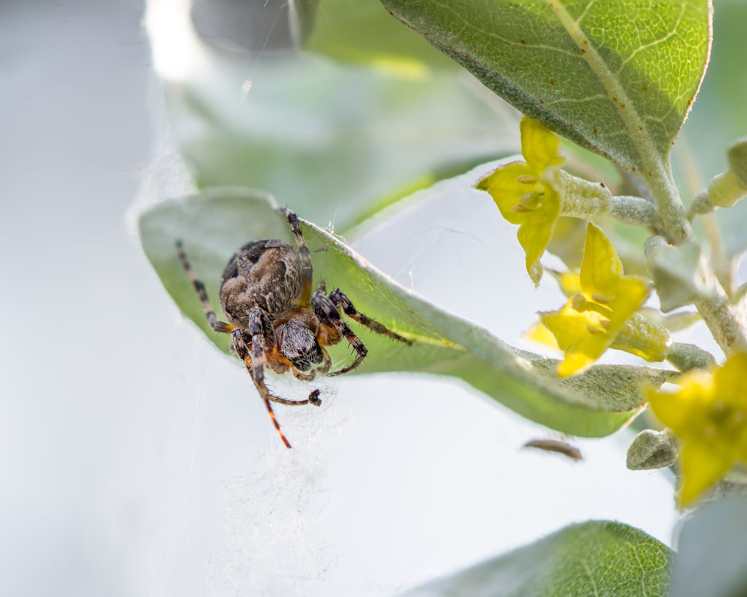 Book Review: Eight-Legged Wonders: The Surprising Lives of Spiders by James O'Hanlon