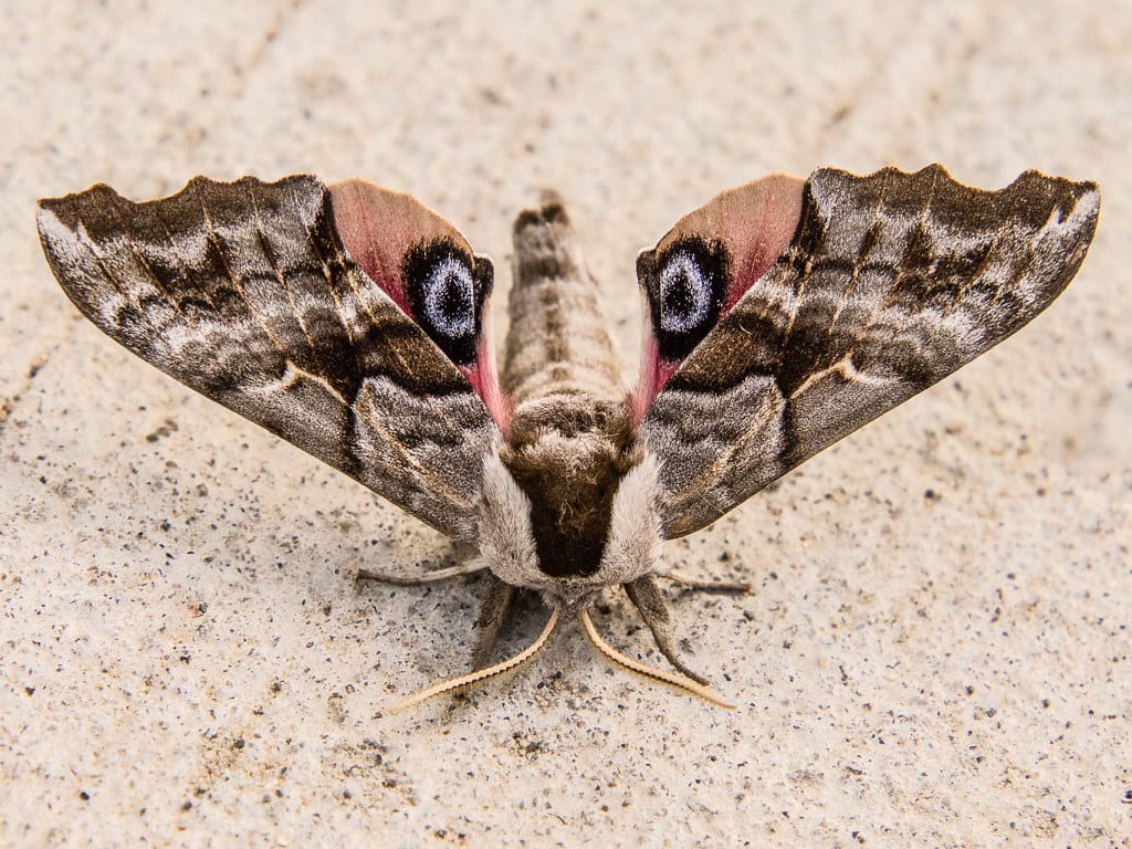 Moths and Their Superpowers