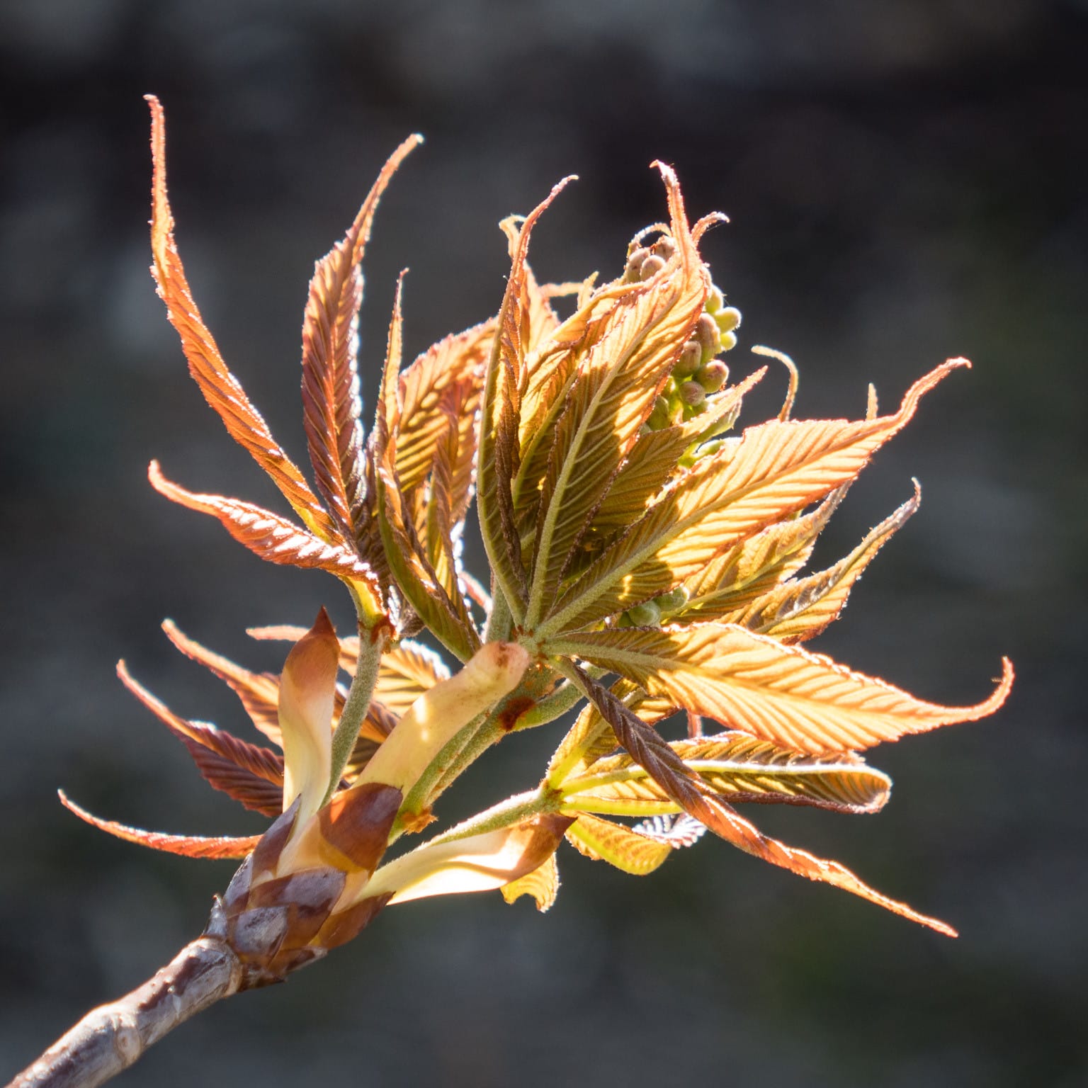 EcoWest News, April 29, 2025