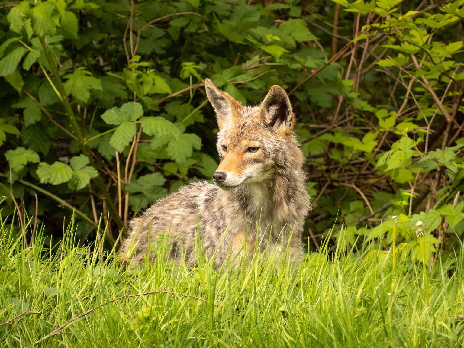 Coyote Neighbours