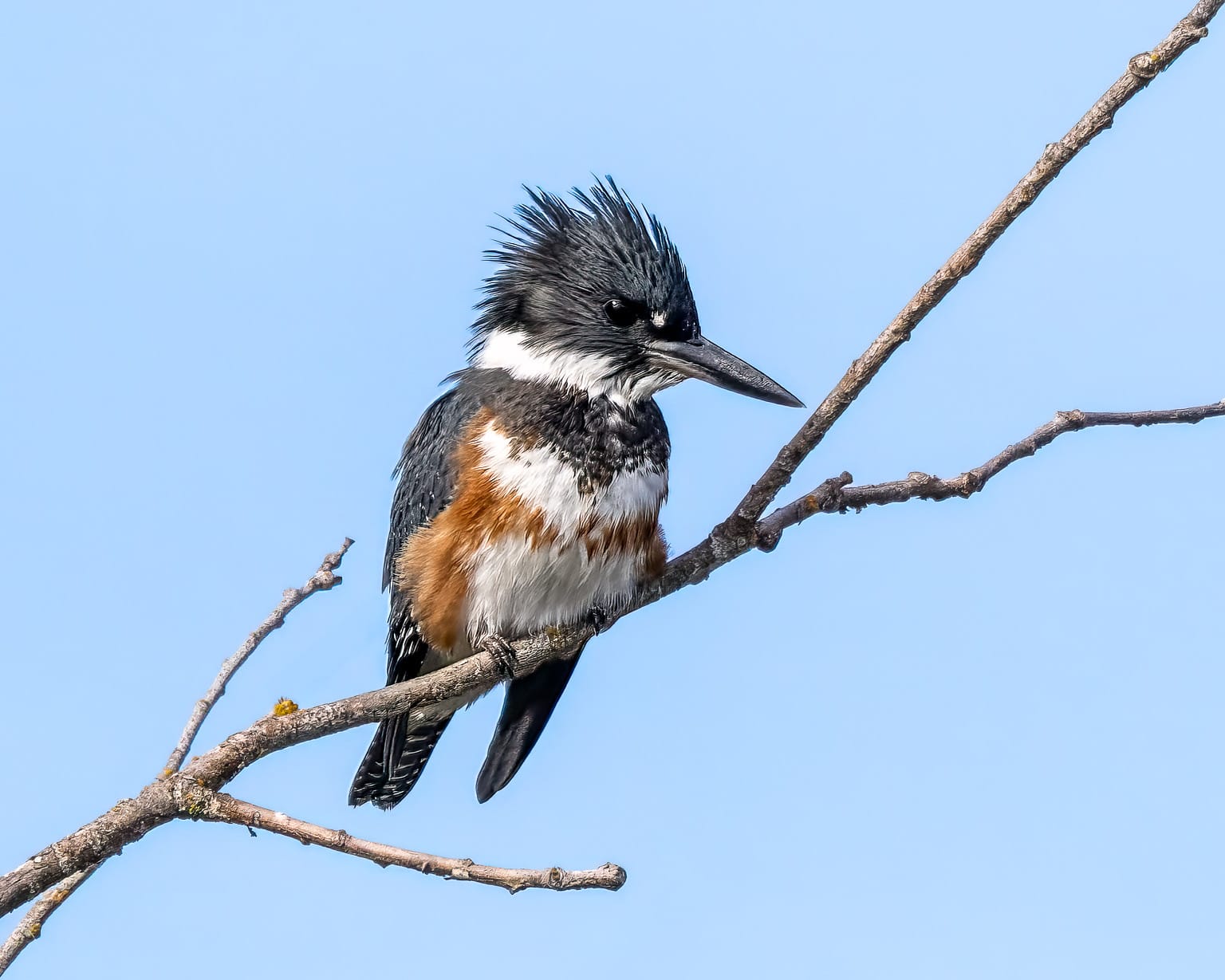 EcoWest News, July 15, 2025