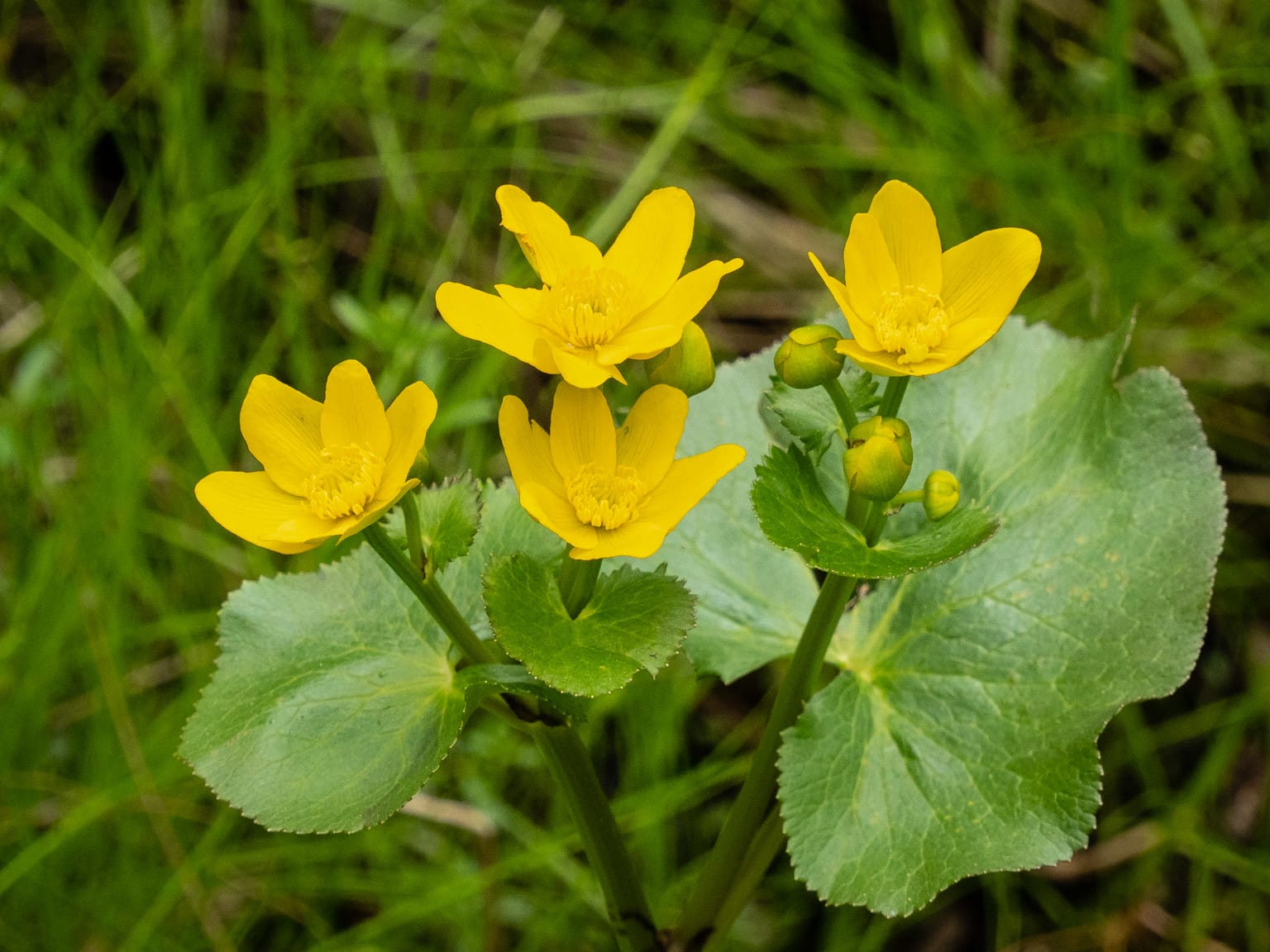 Wetlands Wildlife