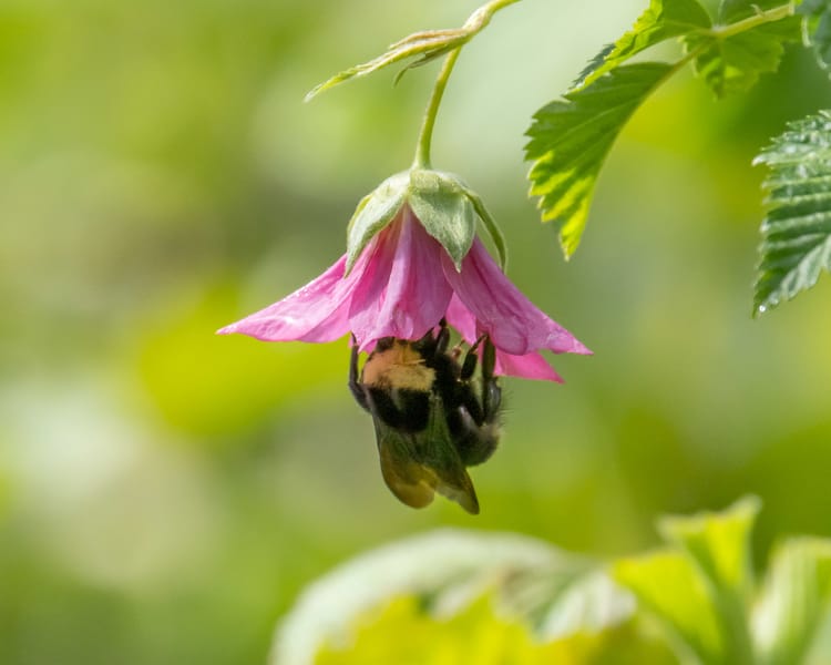 EcoWest News, May 10, 2022