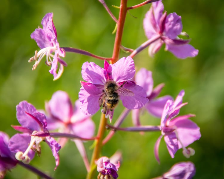 EcoWest News, August 16, 2022