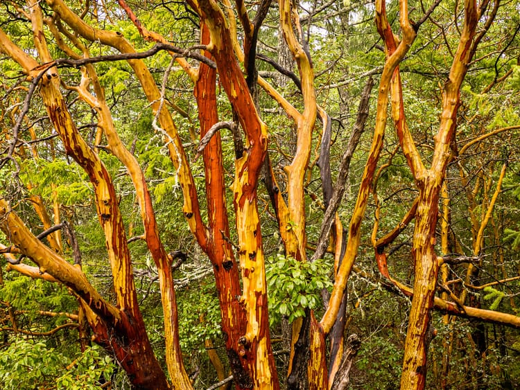 Arbutus