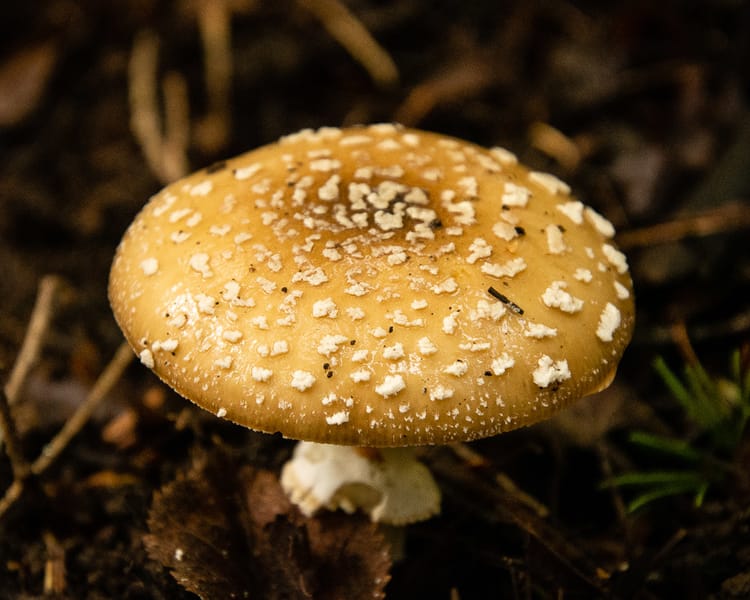 Hunting for Fungi in Western Canada