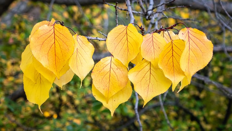 EcoWest News, October 10, 2023