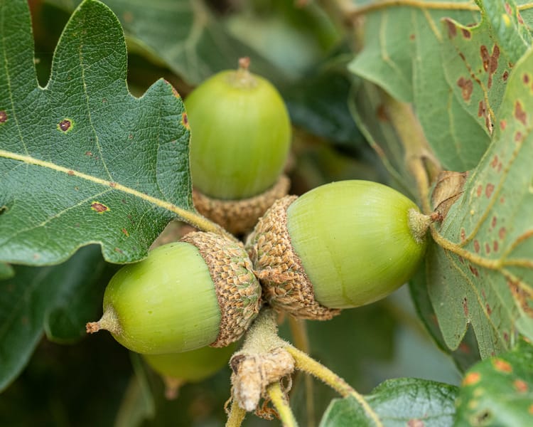 Acorn Trivia