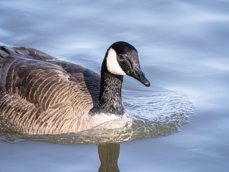 EcoWest News, January 16, 2024