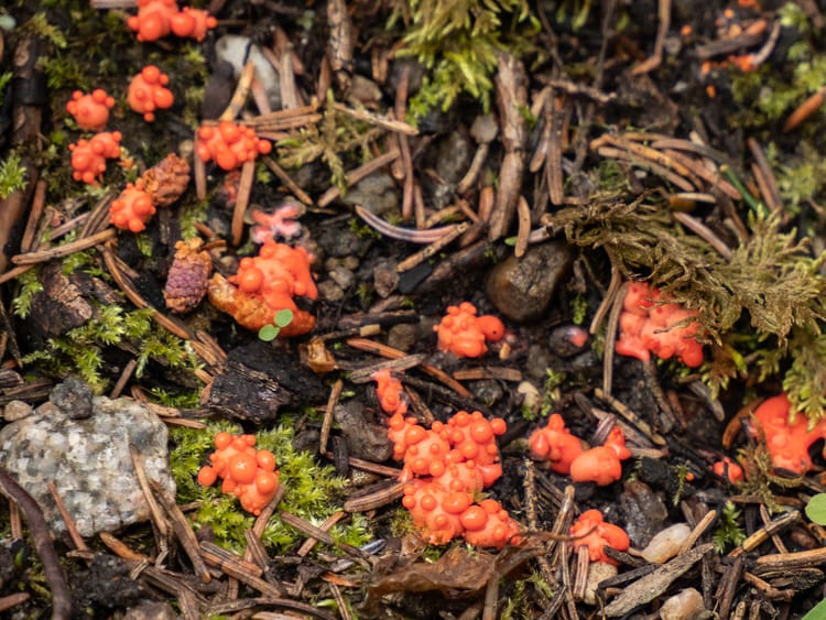Slime Moulds