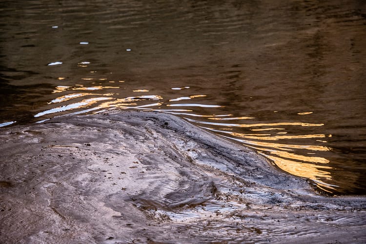 Mud-luscious*