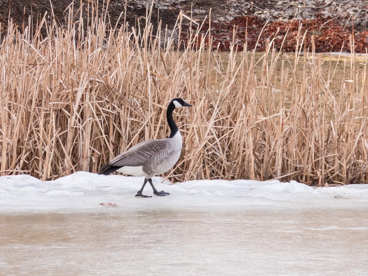 EcoWest News, April 2, 2024