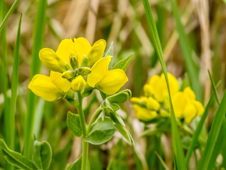 EcoWest News, June 11, 2024