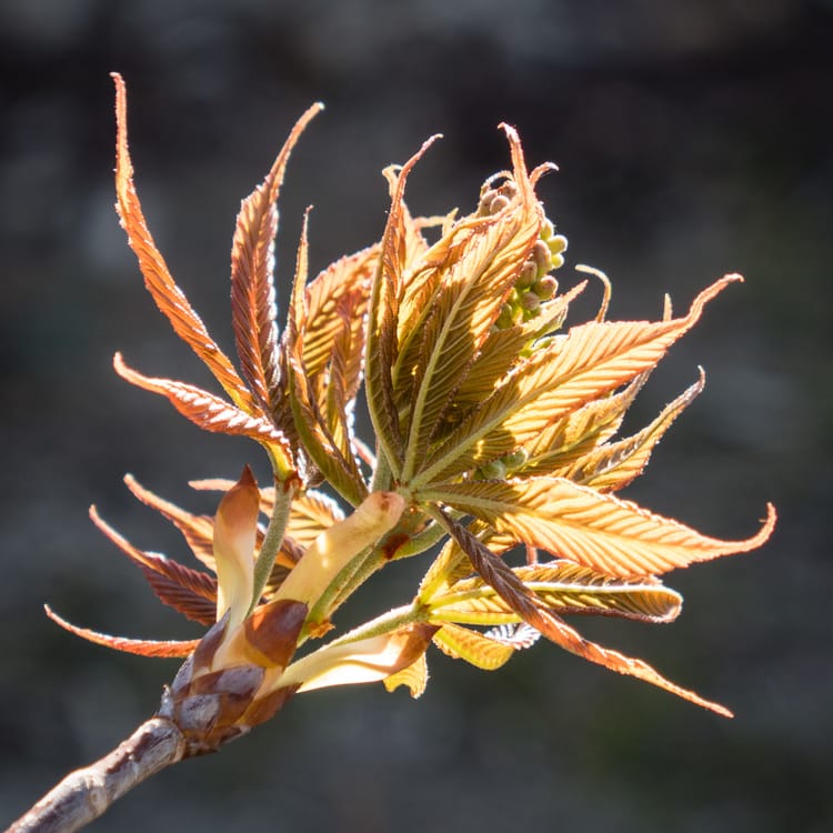 EcoWest News, April 29, 2025