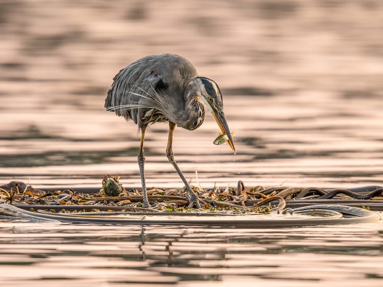 EcoWest News, October 28, 2025