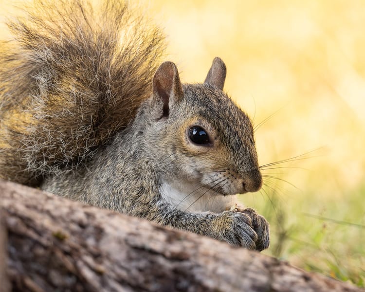 EcoWest News, November 11, 2025