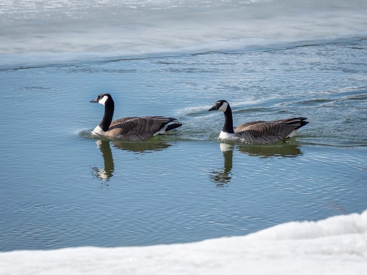 EcoWest News, January 20, 2026