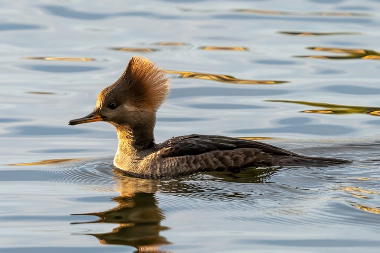 EcoWest News, January 13, 2026