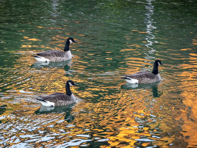 EcoWest News, February 3, 2026