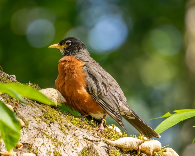 EcoWest News, March 17, 2026