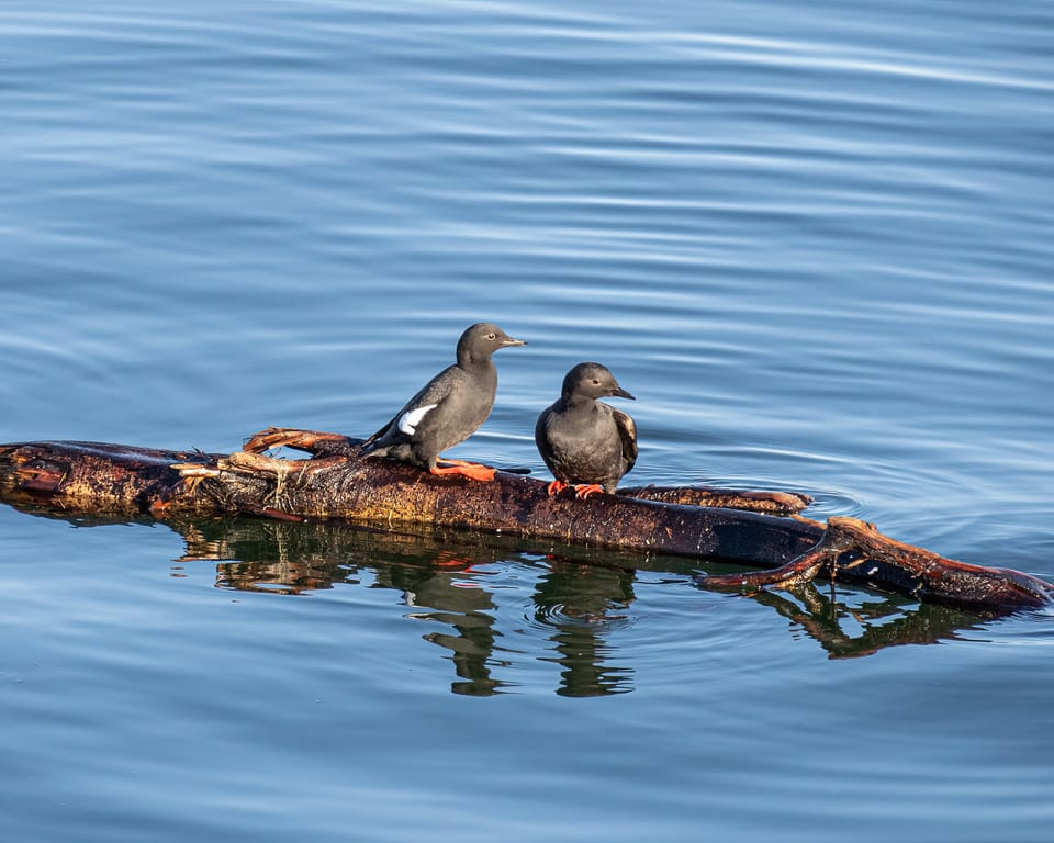 EcoWest News, May 16, 2023