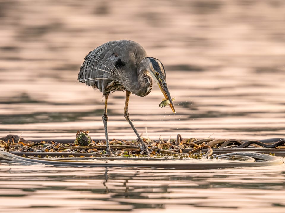 EcoWest News, October 28, 2025