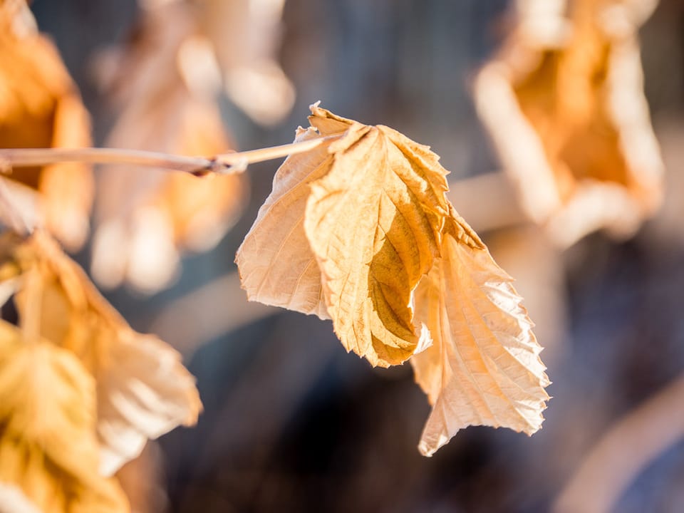 EcoWest News, November 4, 2025